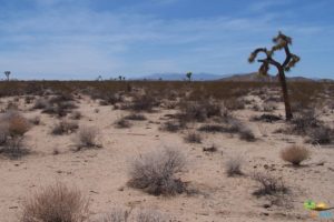 26,003 Dirt Roads, Desert, Cactus trees, Joshua Tree