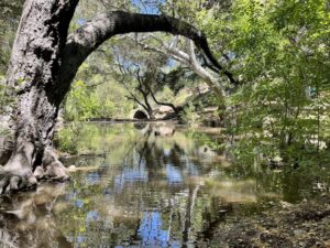 #6136 Streams- Ponds- Nature Westlake